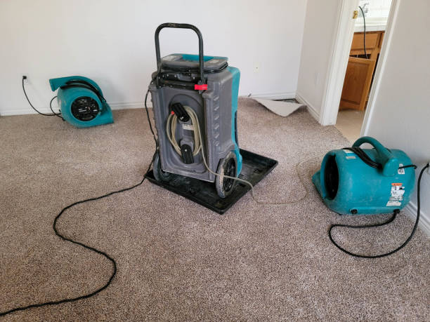 Best Water damage cleanup near me  in Hawi, HI